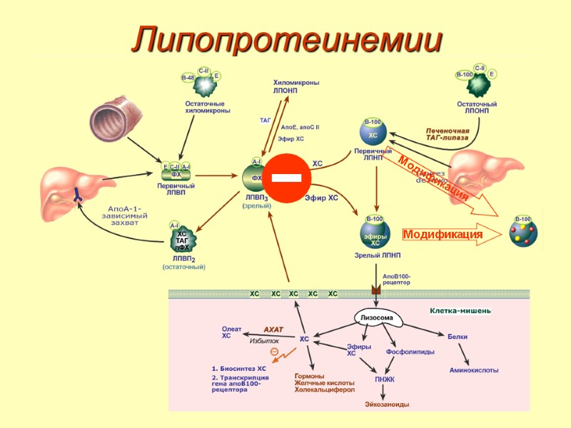 Липопротеинемии